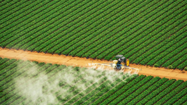 Best Ant Control Services  in Houston, MO