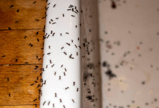 Best Affordable Pest Control Services  in Houston, MO