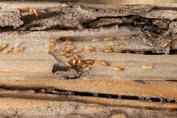 Best Commercial Pest Control Services  in Houston, MO
