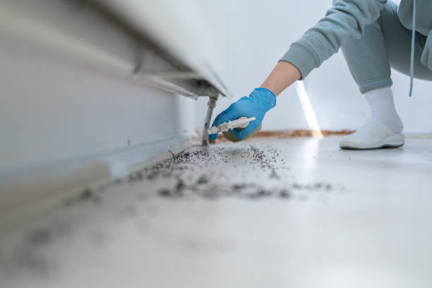 Best Wasp Removal Services  in Houston, MO